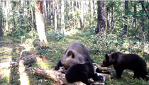 Три медвежонка сразу: многодетная мама "Брянского леса"