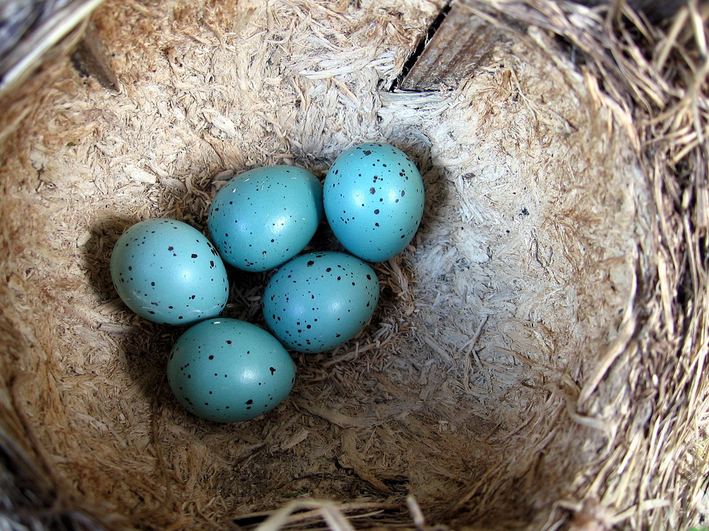 Песня птички яички. Гнездо певчего дрозда. Яйца дрозда цвет. Голубые птичьи яйца. Птички яички.